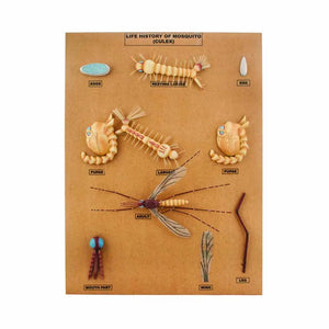 ALT Tags for Images:

"Culex mosquito development model for biology classroom use"

"10-stage mosquito life cycle model for school science labs"

"Educational entomology model for medical and nursing colleges"