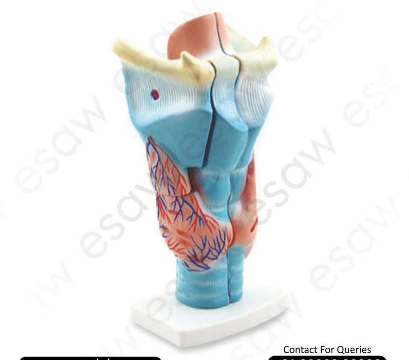 🔬 Buy Magnified Human Larynx Model – 3x Enlarged, 3-Part Dissectible | ESAW India
