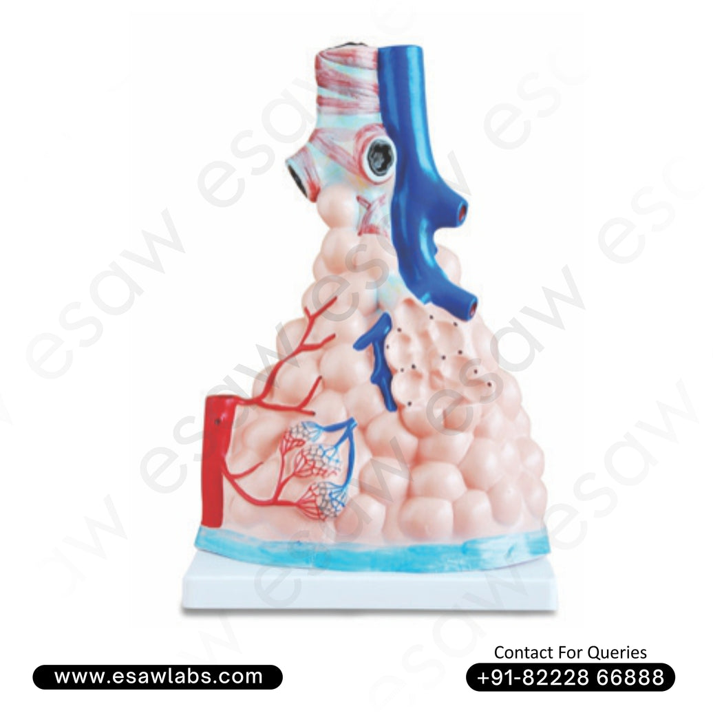 🫁 Buy Magnified Pulmonary Alveoli Model – Enlarged Bronchiole, Alveolar Duct &amp; Capillary Network | ESAW India