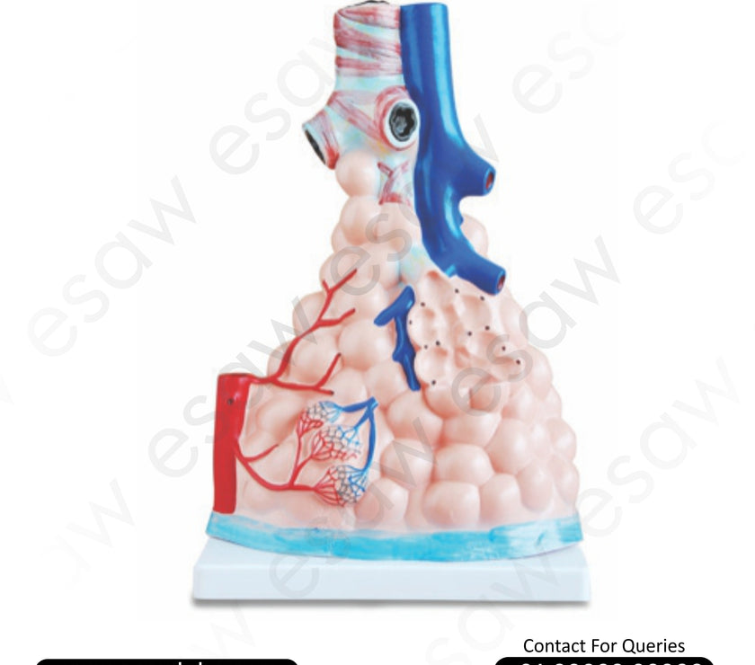 🫁 Buy Magnified Pulmonary Alveoli Model – Enlarged Bronchiole, Alveolar Duct &amp; Capillary Network | ESAW India