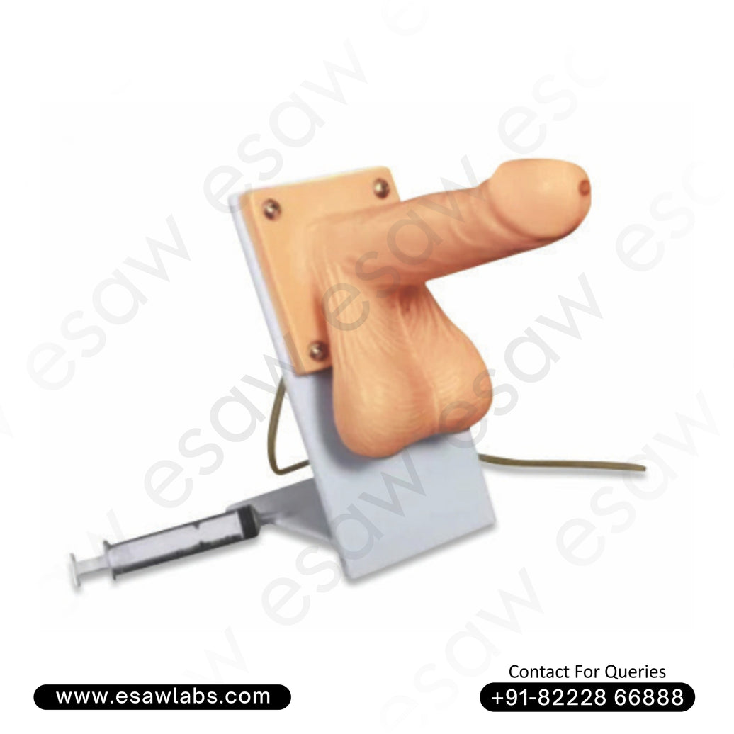 Male Condom Simulator – Realistic Training Model for Safe Sex &amp; Condom Application Education