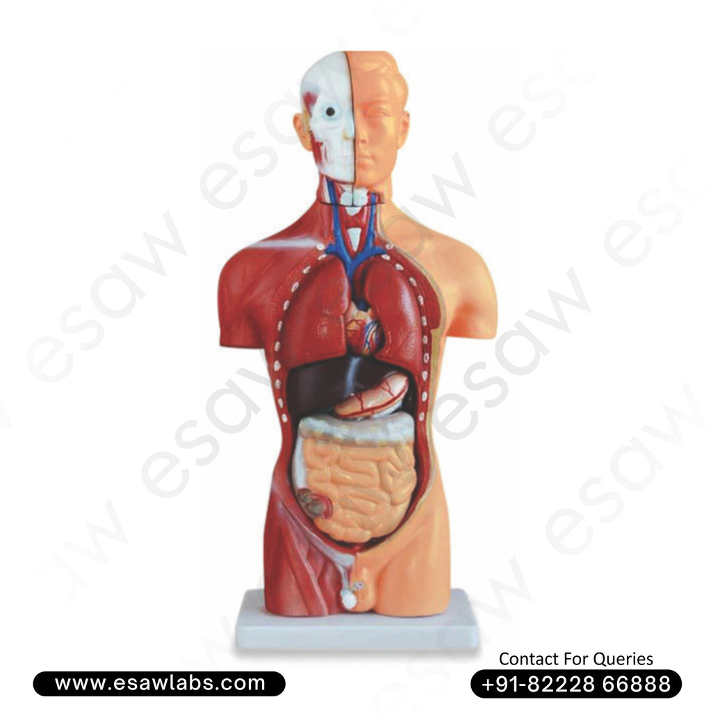 Male Torso Model – 13 Removable Parts | 42CM | Anatomical Human Torso by ESAW India