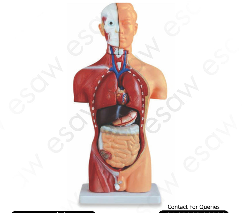 Male Torso Model – 13 Removable Parts | 42CM | Anatomical Human Torso by ESAW India