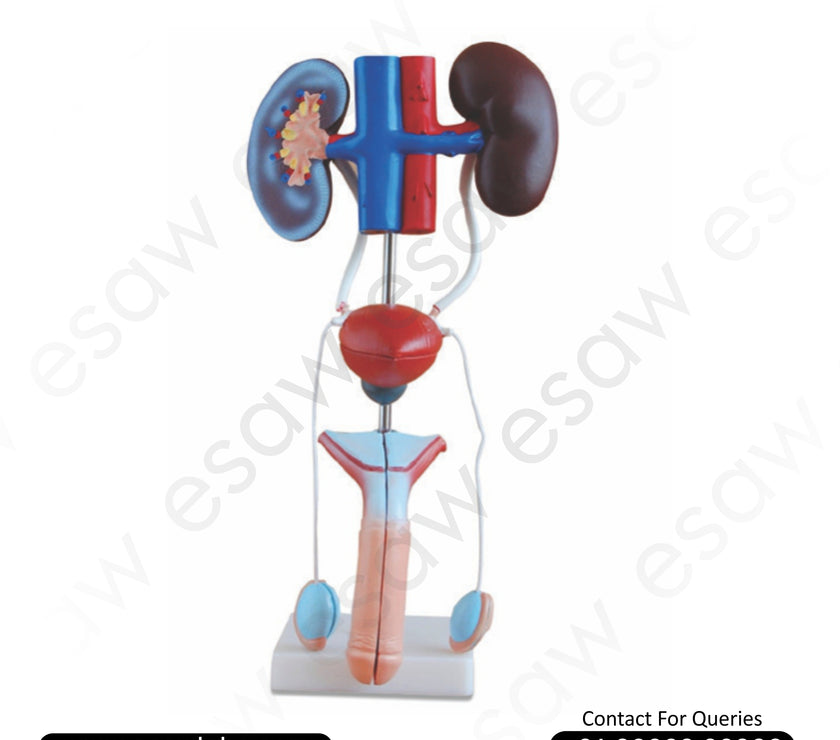 Male Urogenital System Model – Detailed Educational Model of Male Reproductive &amp; Urinary Anatomy