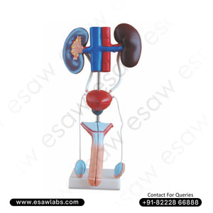 Male Urogenital System Model – Detailed Educational Model of Male Reproductive &amp; Urinary Anatomy