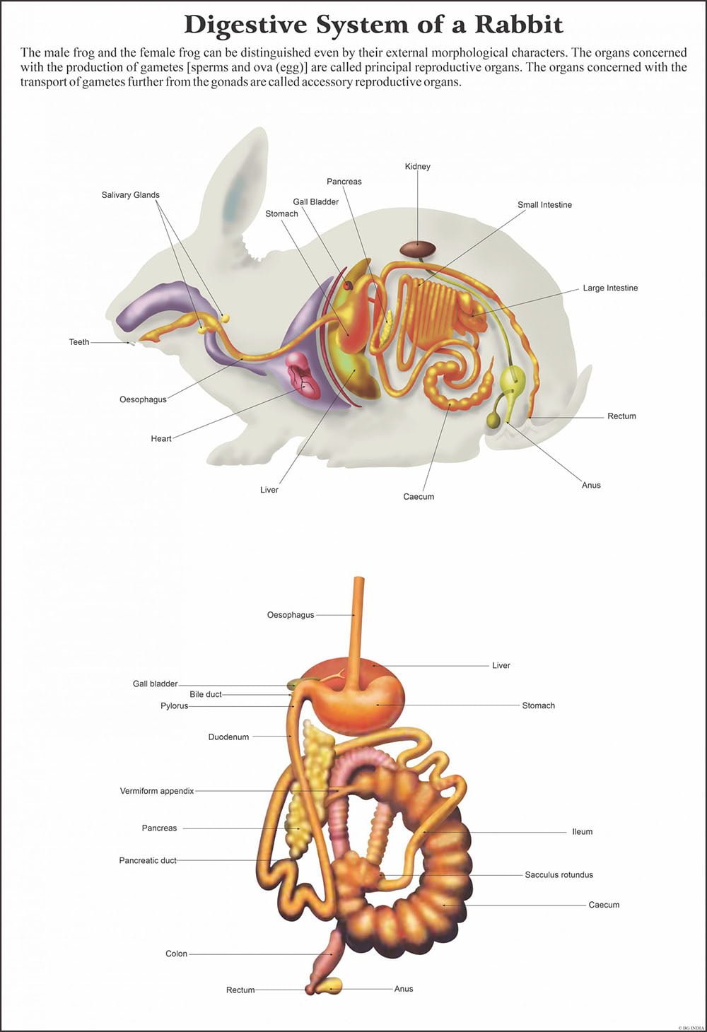 🖼️ Image ALT Tags:

"ESAW Mammals Chart – Laminated Zoology Poster for Biology Lab"

"Educational Mammal Classification Chart for Science Classrooms"

"Mammals Chart with Animal Anatomy and Evolution Facts – 50 x 75 cm"

"Zoology Lab Visual Aid for Mammalian Species from ESAW India"