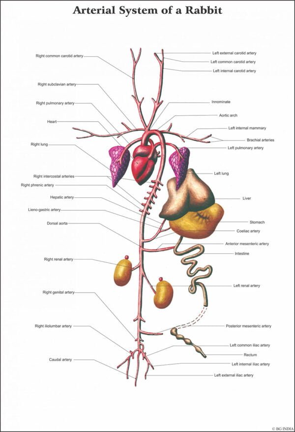 Buy Mammals Chart – Educational Zoology Poster for Classrooms, Labs & Colleges