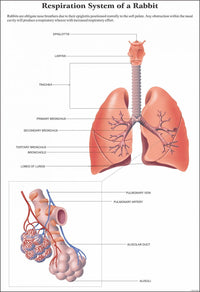 Buy Mammals Chart – Educational Zoology Poster for Classrooms, Labs & Colleges
