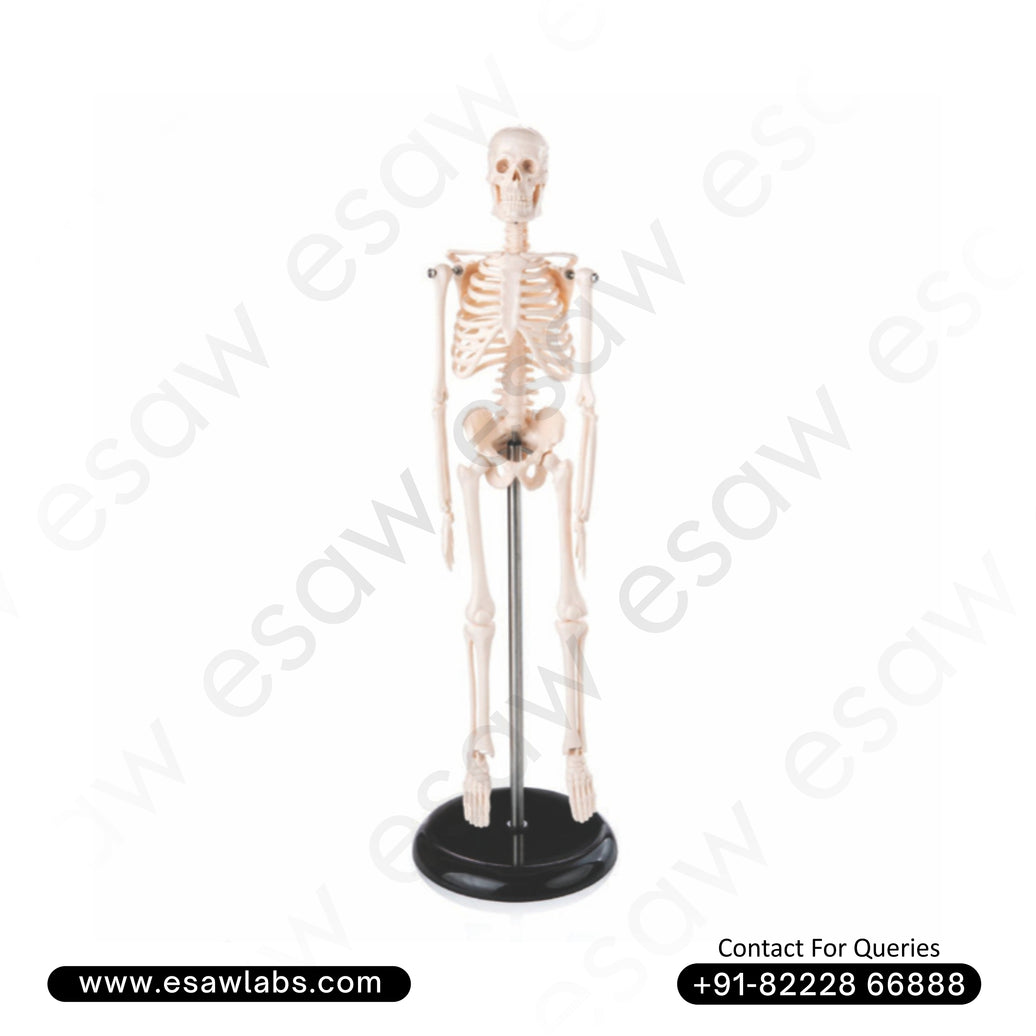 Mini Skeleton Model 45CM