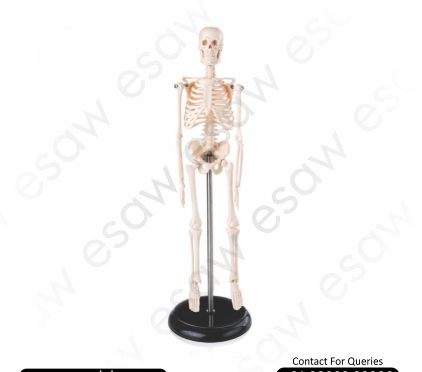 Mini Skeleton Model 45CM