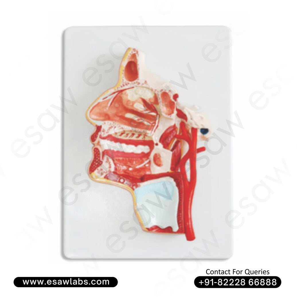 🧠 Buy Anatomical Model of the Human Head – Detailed Pharynx, Mouth Cavity &amp; Nerve Structure | ESAW India