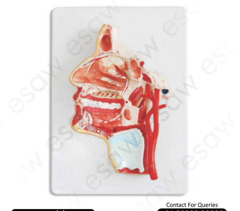 🧠 Buy Anatomical Model of the Human Head – Detailed Pharynx, Mouth Cavity &amp; Nerve Structure | ESAW India