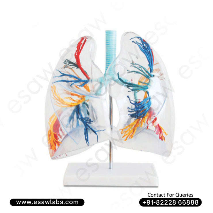 🫁 Buy Transparent Lung Segment Model – Bronchial Tree Anatomy in Clear Plastic | ESAW India