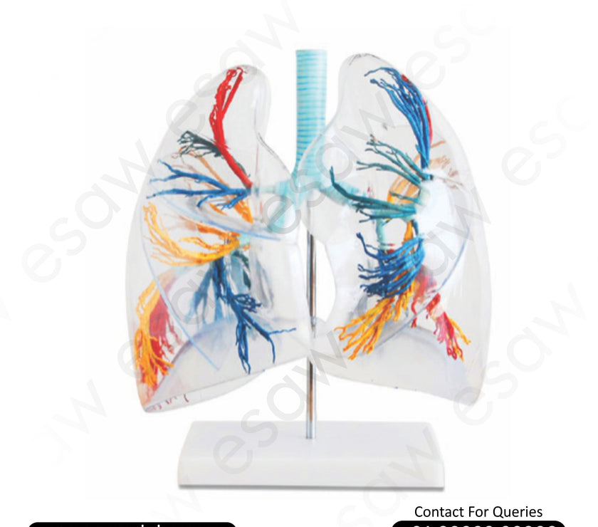 🫁 Buy Transparent Lung Segment Model – Bronchial Tree Anatomy in Clear Plastic | ESAW India