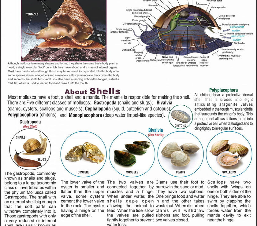 Mollusca