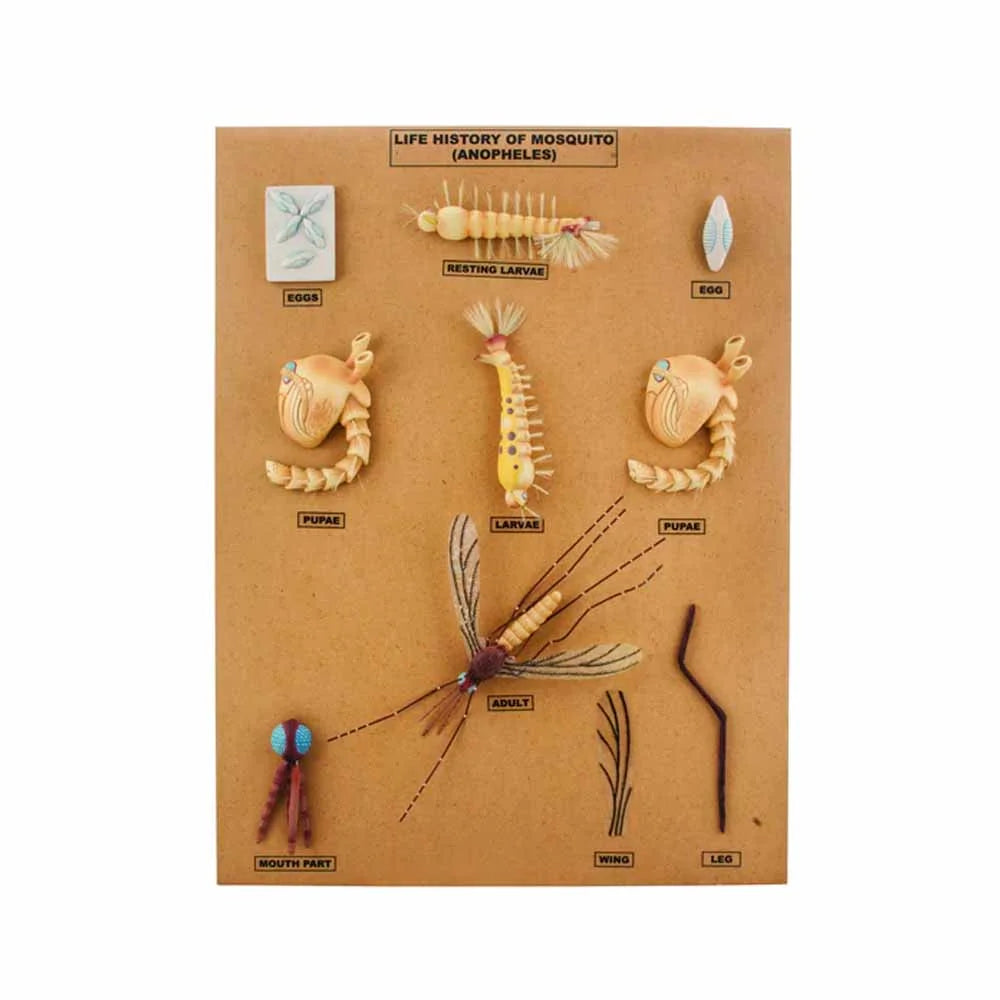 🖼 Image ALT Tags:

"Anopheles Mosquito Development Model for Biology Labs"

"Life Cycle Model of Mosquito for Student Demonstration"

"Malaria Vector Educational Tool – Egg to Adult Anopheles Replica"