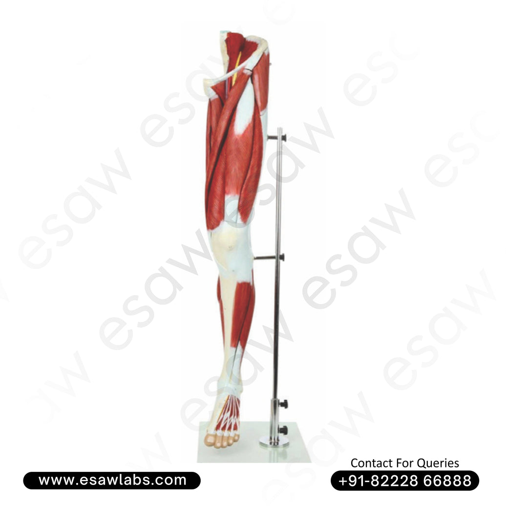 Muscle of Human Leg Model – 13 Parts | Life-Size Left Leg Anatomy with Muscles, Nerves & Blood Vessels | Buy Online from ESAW India