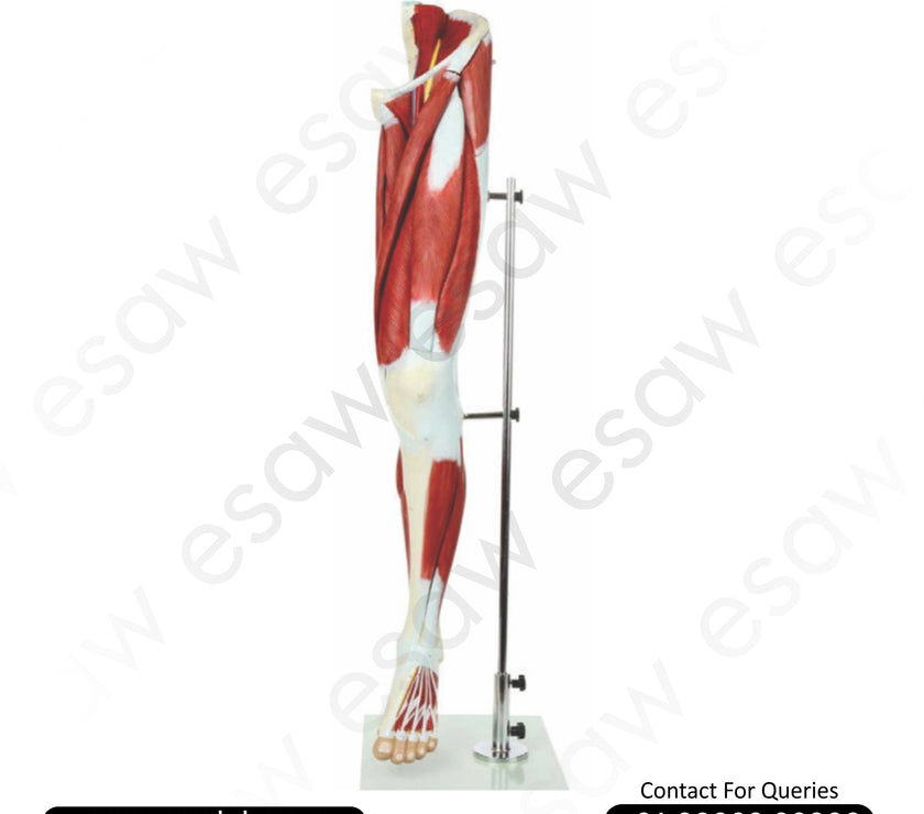 Muscle of Human Leg Model – 13 Parts | Life-Size Left Leg Anatomy with Muscles, Nerves & Blood Vessels | Buy Online from ESAW India