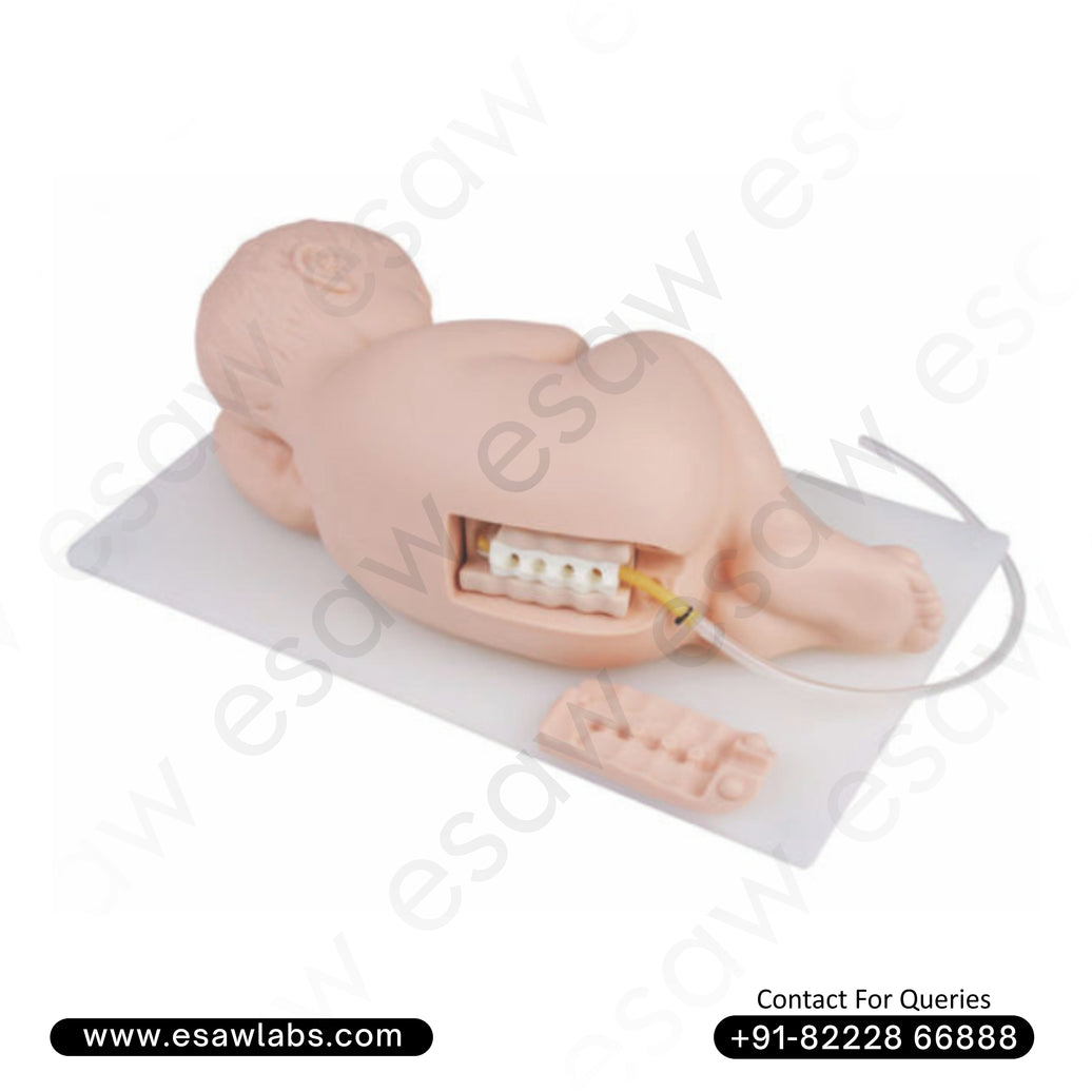 Neonatal Lumbar Puncture Model – Advanced Newborn Vein Access Simulation for Medical Training