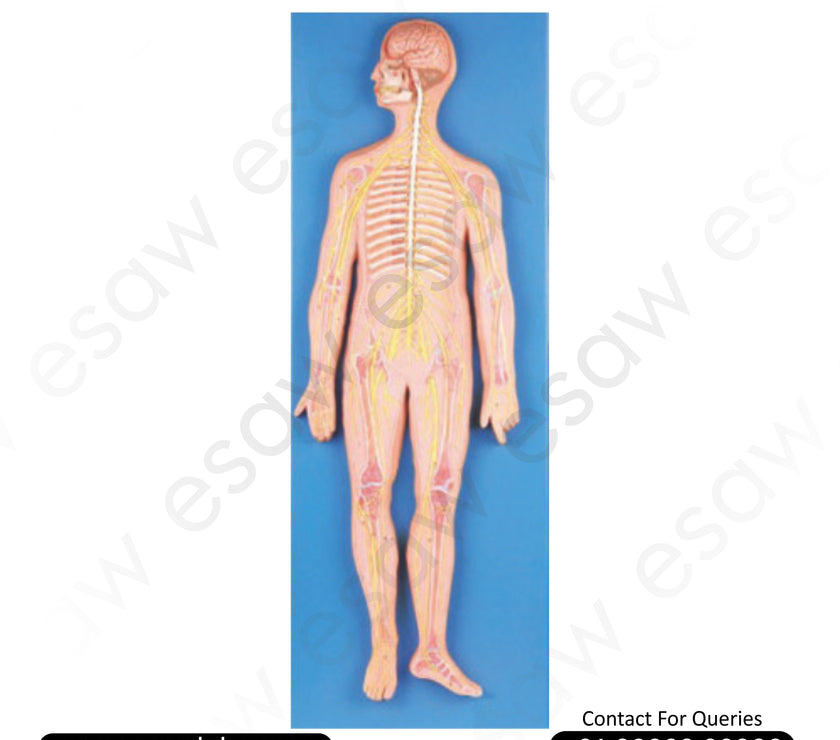 🧠 Buy Full-Body Human Nervous System Model – 33-Position Life-Size Neural Pathways Chart | ESAW India