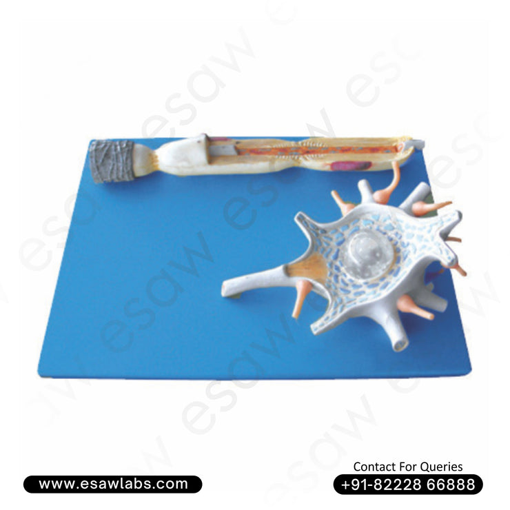 Neuron Model – High-Quality Anatomical Brain Nerve Cell Replica for Medical Study &amp; Education