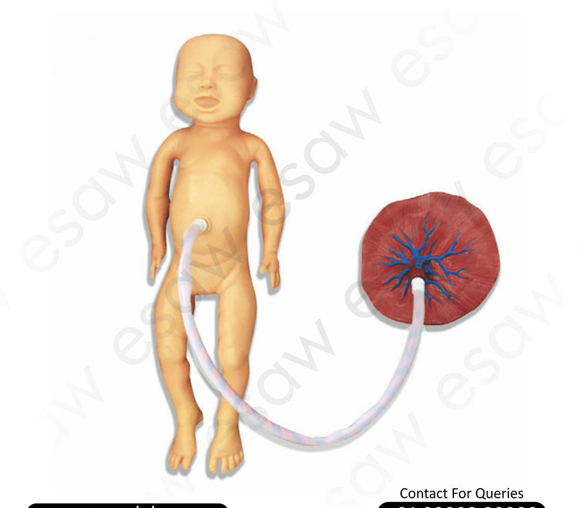 New Born Baby with Placenta – Female Neonatal Nursing Training Manikin