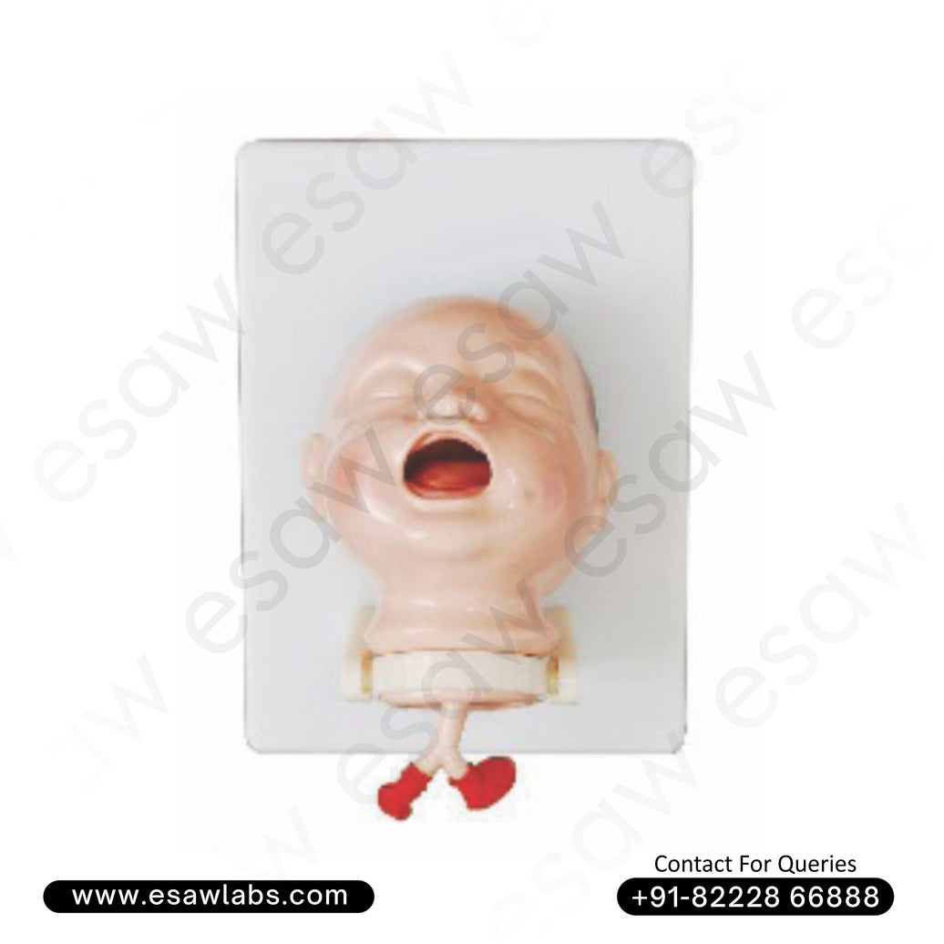 Newborn Intubation Training Model – Neonatal Airway Management Simulator | ESAW India