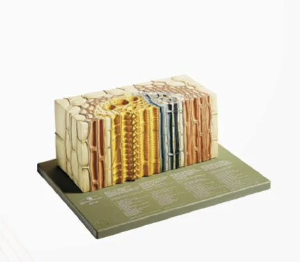 🖼️ Image ALT Tags:

"Dicot Stem Vascular Bundle Teaching Model for Biology Lab"

"ESAW Plant Anatomy Model – Open Collateral Vascular Bundle"

"Botany Educational Model for School and College Science Labs"