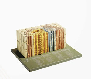 🖼️ Image ALT Tags:

"Dicot Stem Vascular Bundle Teaching Model for Biology Lab"

"ESAW Plant Anatomy Model – Open Collateral Vascular Bundle"

"Botany Educational Model for School and College Science Labs"