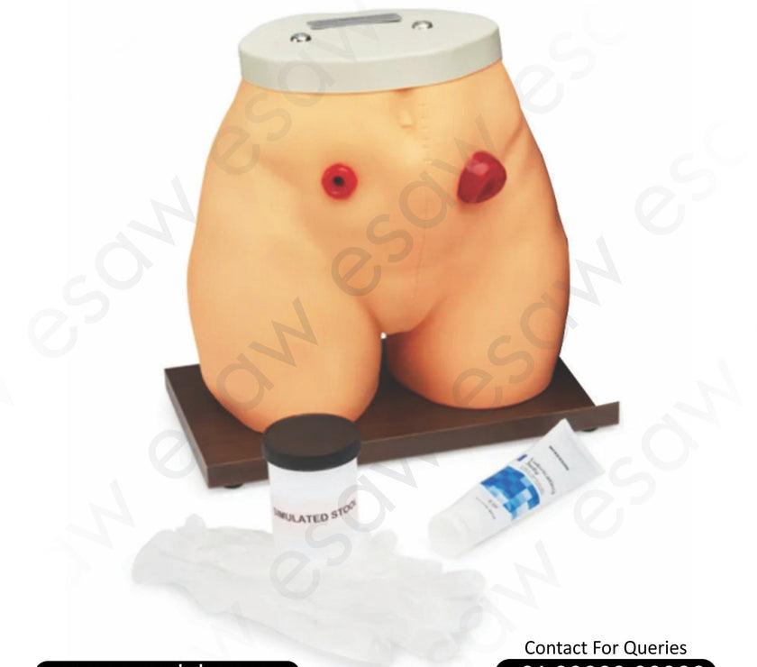 Ostomy Nursing Model – Colostomy &amp; Ileostomy Training Simulator | ESAW India