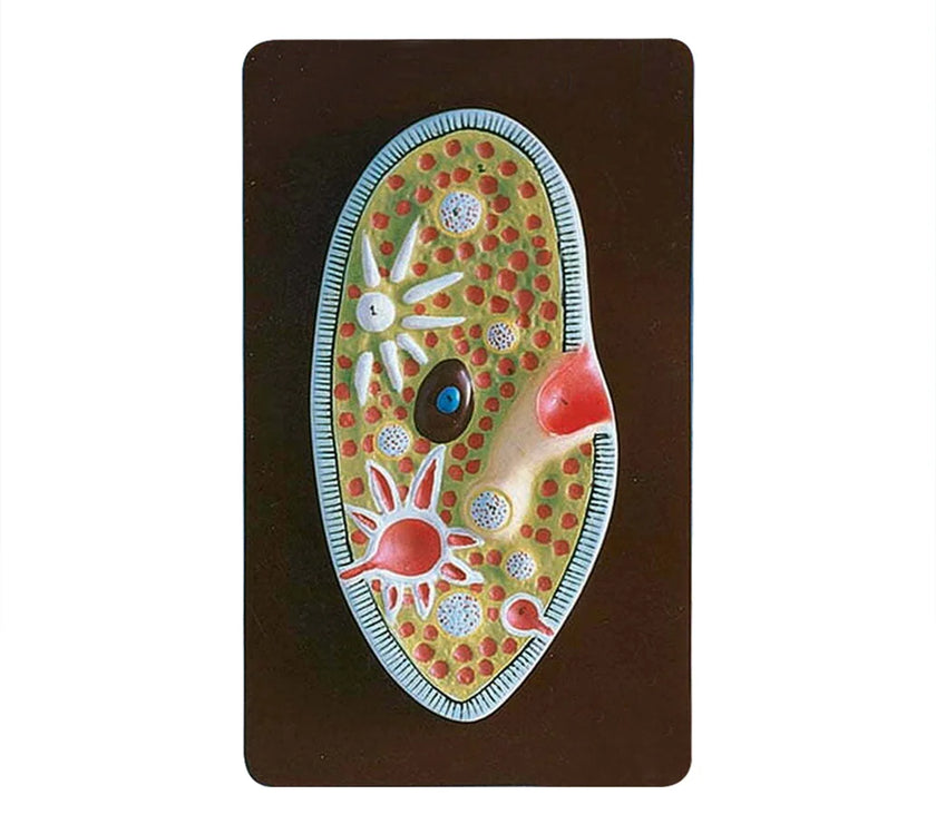 PARAMECIUM