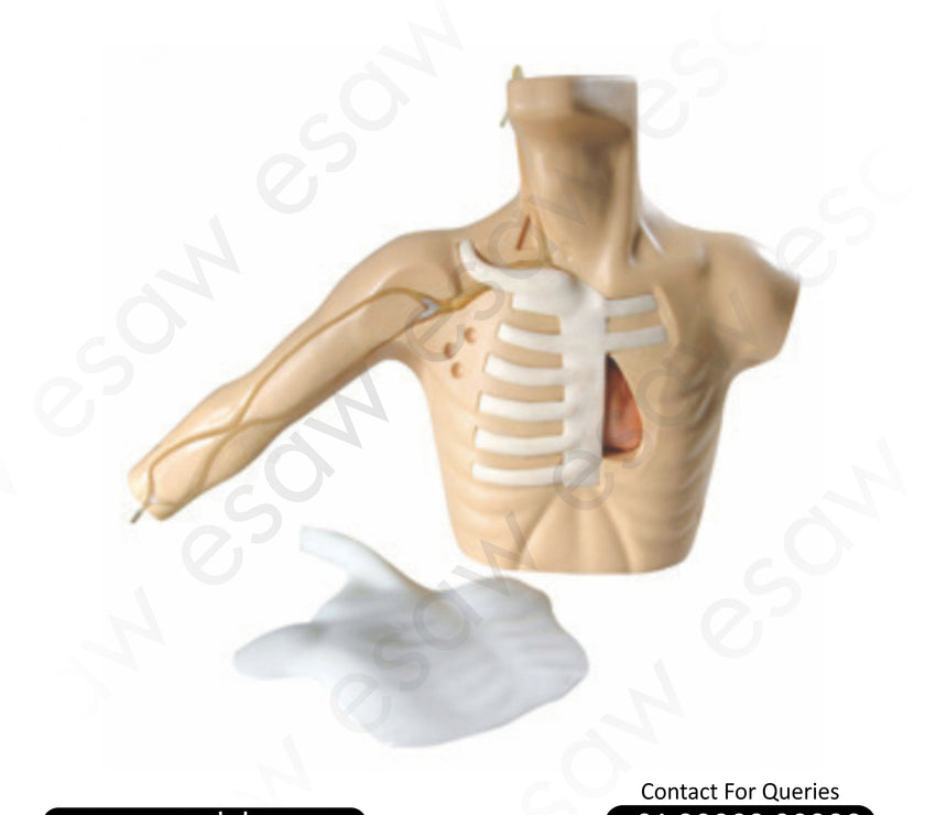 PICC Line Training Model (Peripherally Inserted Central Catheter) – Internal Jugular, Subclavian &amp; Peripheral Vein Catheterization Simulator | ESAW India
