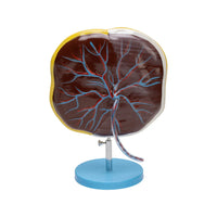 Image ALT Tags:

"Placenta Model for Biology Classrooms and Medical Labs"

"Human Reproductive Anatomy Teaching Model – ESAW India"

"Affordable Placenta Model for Medical Education"