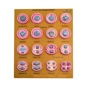 ALT Tags for Product Images:

"Plant cell division model for biology lab use"

"Educational mitosis model set for schools and colleges"

"Master model of plant mitosis phases for students"