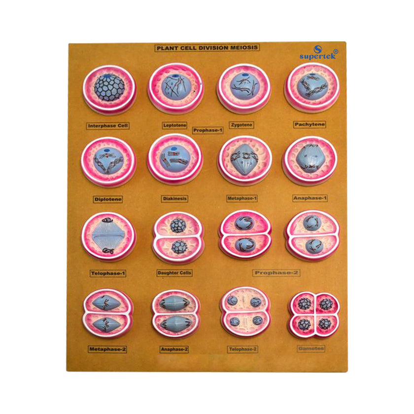 ALT Tags for Product Images:

"Plant cell division model for biology lab use"

"Educational mitosis model set for schools and colleges"

"Master model of plant mitosis phases for students"