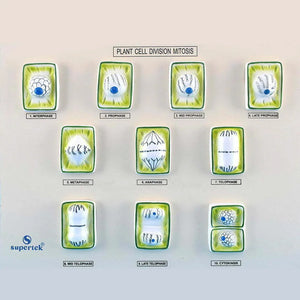 🖼 Image ALT Tags:

"Plant Mitosis Model for Biology Lab Use"

"3D Educational Tool for Mitosis in Plant Cells"

"Science Equipment Showing Chromosome Division – Plant Mitosis"