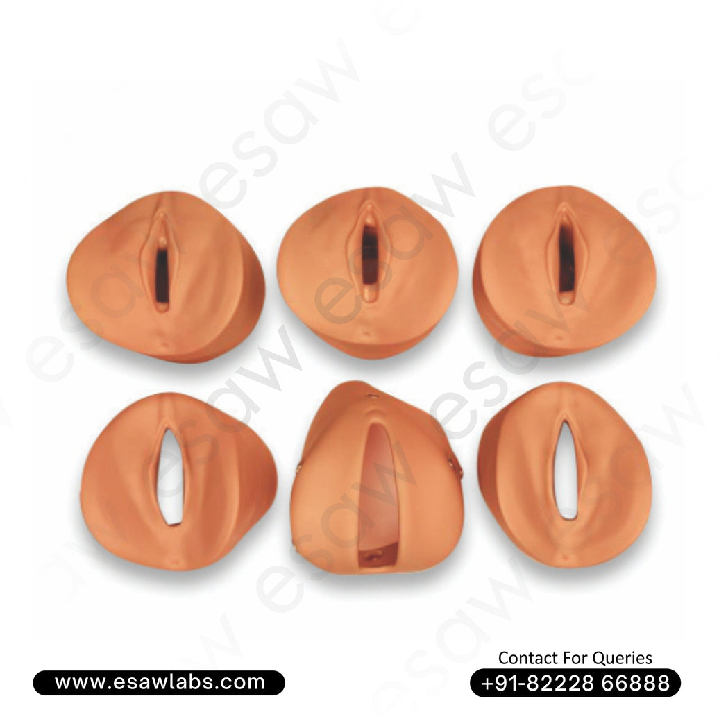 Prenatal Cervical Change Model – Labour &amp; Delivery Modules for OB-GYN Simulation Training