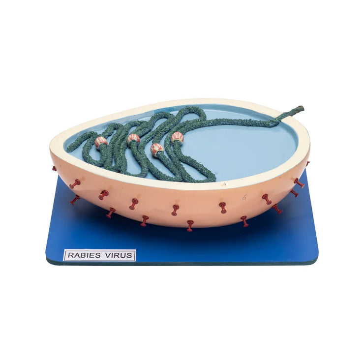 RABIES VIRUS