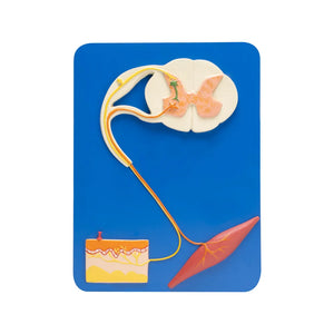 Buy Reflex Arc Model – Educational Nerve Pathway Demonstration for Medical and Biology Labs