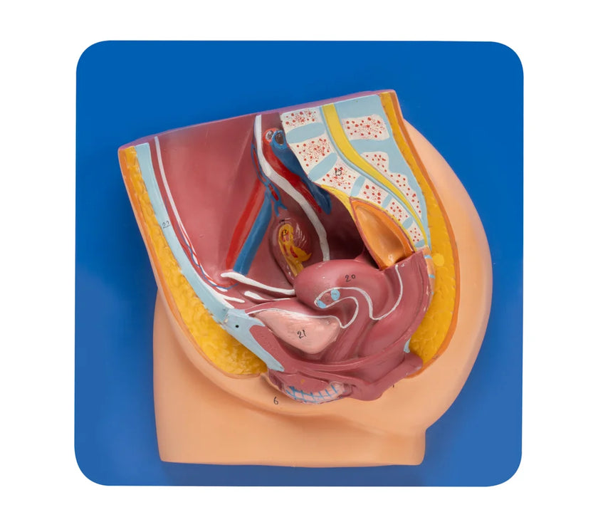 🖼 Image ALT Tags:

"Female Reproductive System Model for Nursing Colleges"

"Anatomical Model of Female Organs for Medical Education"

"Export Quality Female Anatomy Model from India"