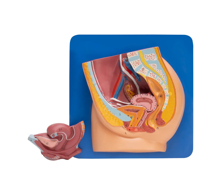 Buy Reproductive System Model – Female Anatomy Teaching Aid for Medical Labs