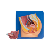 Buy Reproductive System Model – Female Anatomy Teaching Aid for Medical Labs
