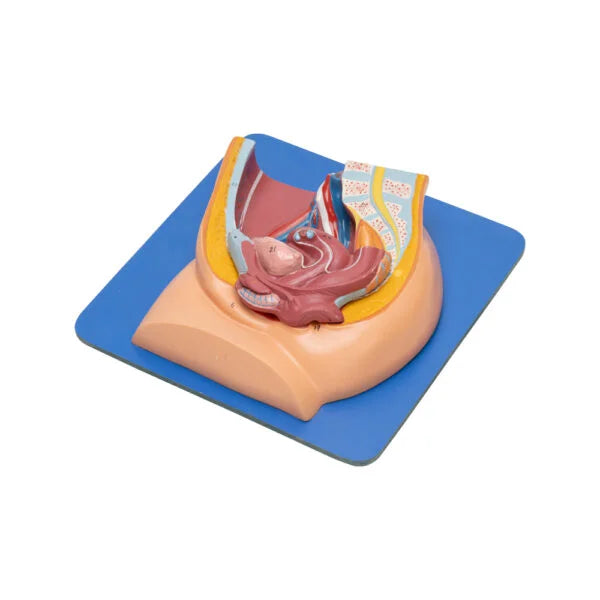 Female Reproductive Structure Lab Model Buy Reproductive System Model – Female Anatomy Teaching Aid for Medica