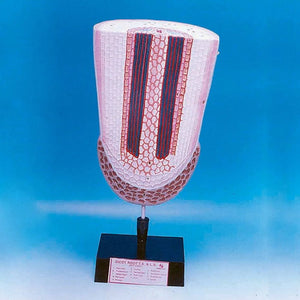 🖼️ Image ALT Tags (SEO-Optimized):

"Root Anatomy Model for Biology Labs"

"Plant Root Cross Section Model for Students"

"Educational Botany Model for Schools and Colleges"