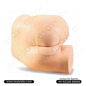 Rectal Touch Examination Simulator – Prostate &amp; Rectum Palpation Training Model | ESAW India