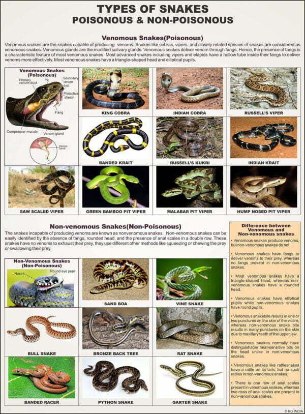 🖼️ Image ALT Tags:

"Reptilia Zoology Chart for Biology Classrooms and Labs"

"Laminated Reptile Classification Chart – ESAW Educational Poster"

"Reptilia Teaching Aid for Medical and Science Colleges"

"ESAW Export Quality Reptilia Chart for Labs and Institutions"