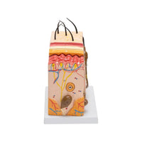 Buy Skin Model – Cross-Sectional Human Skin Anatomy Model for Medical and Lab Education