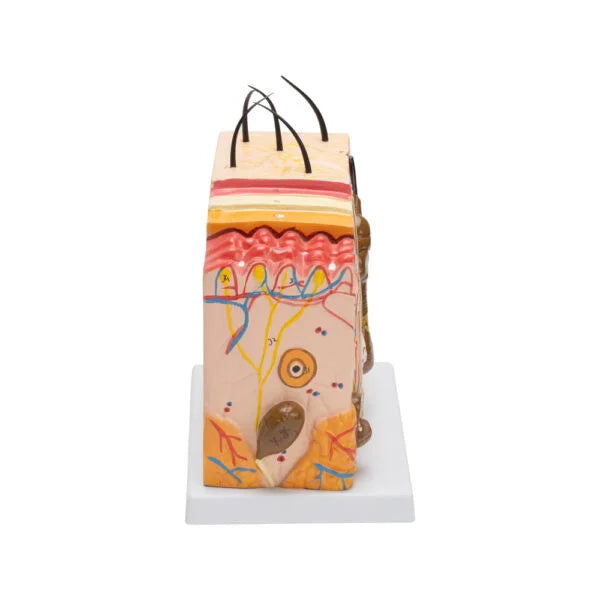 SKIN MODEL