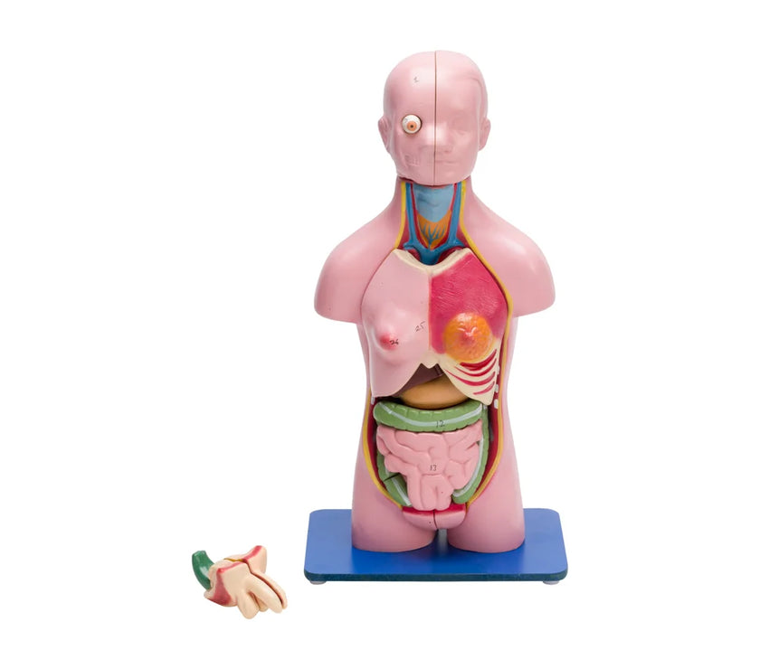 Image ALT Tags:

"Male and Female Torso Model for School Science Labs"

"23-Part Dissection Torso for Medical Education"

"Compact Human Torso Model for Anatomy Class – ESAW India"