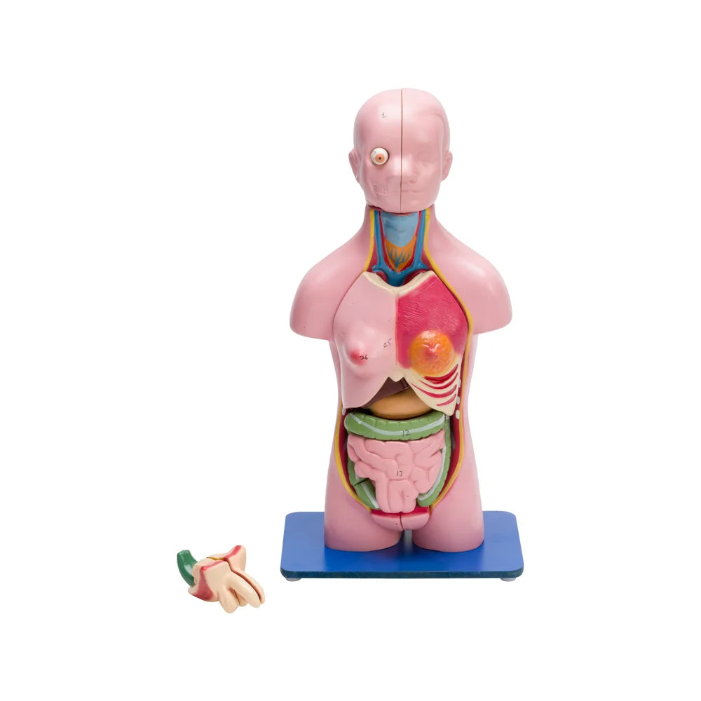 Image ALT Tags:

"Male and Female Torso Model for School Science Labs"

"23-Part Dissection Torso for Medical Education"

"Compact Human Torso Model for Anatomy Class – ESAW India"